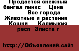 Продается снежный бенгал(линкс) › Цена ­ 25 000 - Все города Животные и растения » Кошки   . Калмыкия респ.,Элиста г.